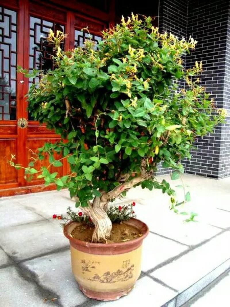 金银花老桩
