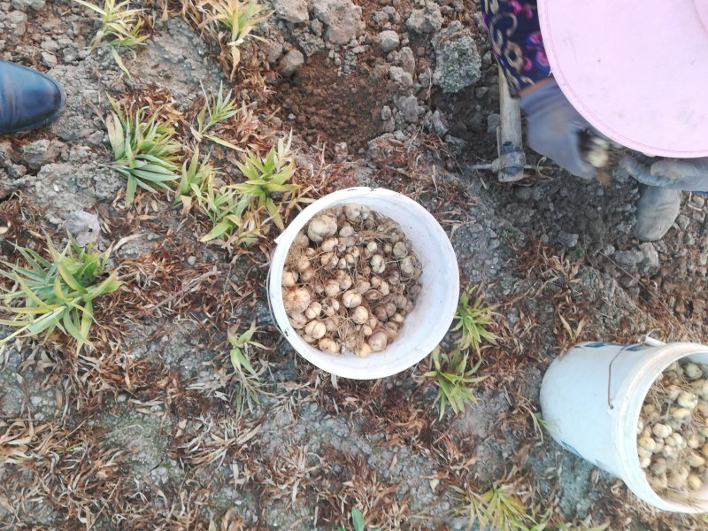 【推荐】江苏东台优质贝母种植基地现挖现发常年供货量大