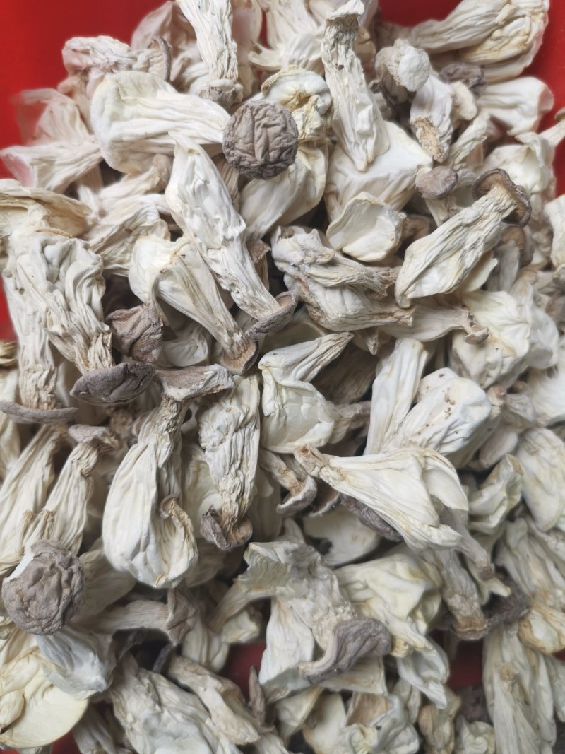 供应酒店食材—长寿菇小白玉菇干品