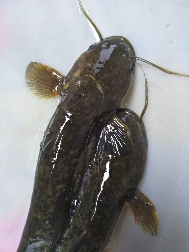 野生鱼