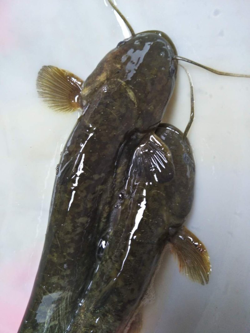 野生鱼