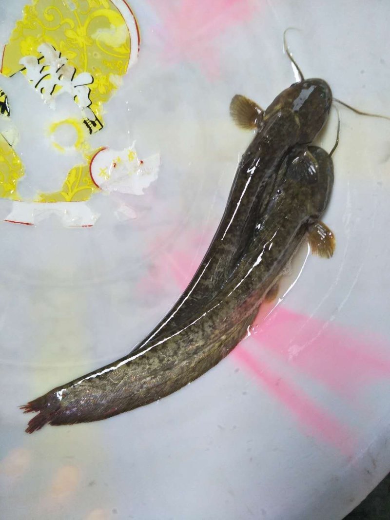 野生鱼