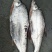 野生鱼