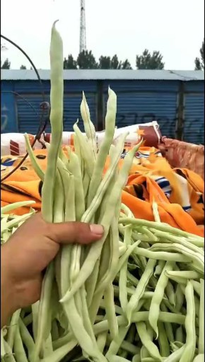 优质白不老豆角产地直发货源充足质量保证商超品质