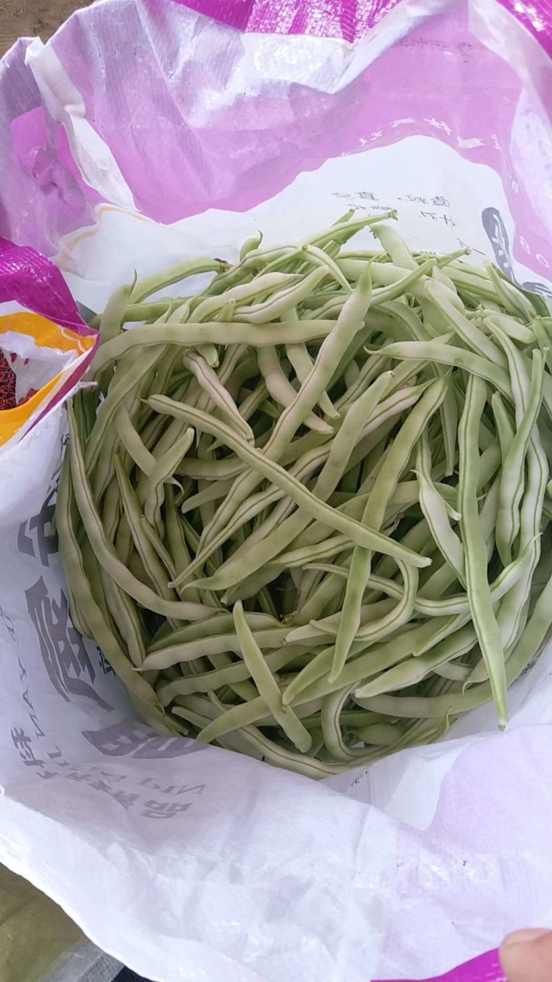 优质白不老豆角产地直发货源充足质量保证商超品质