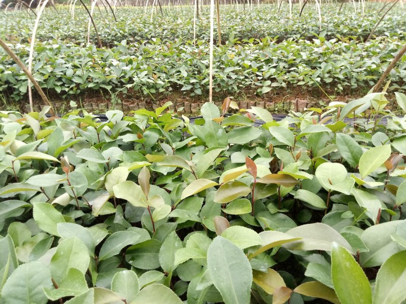 广西柳州融安，油茶苗高产有保证两到三年有果，可联系我！