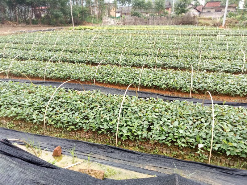 广西柳州融安，油茶苗高产有保证两到三年有果，可联系我！