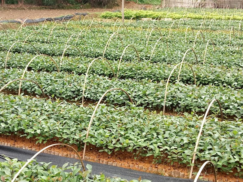 广西柳州融安，油茶苗高产有保证两到三年有果，可联系我！