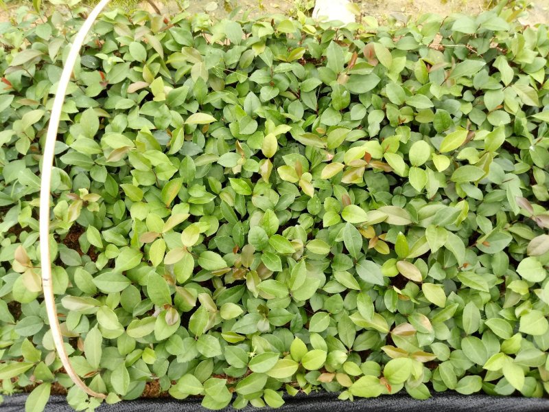 广西柳州融安，油茶苗高产有保证两到三年有果，可联系我！