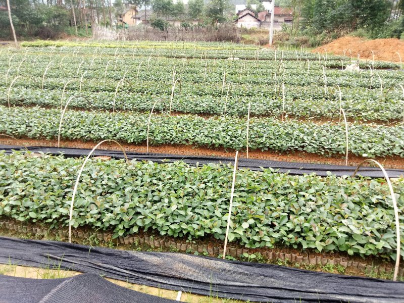 广西柳州融安，油茶苗高产有保证两到三年有果，可联系我！