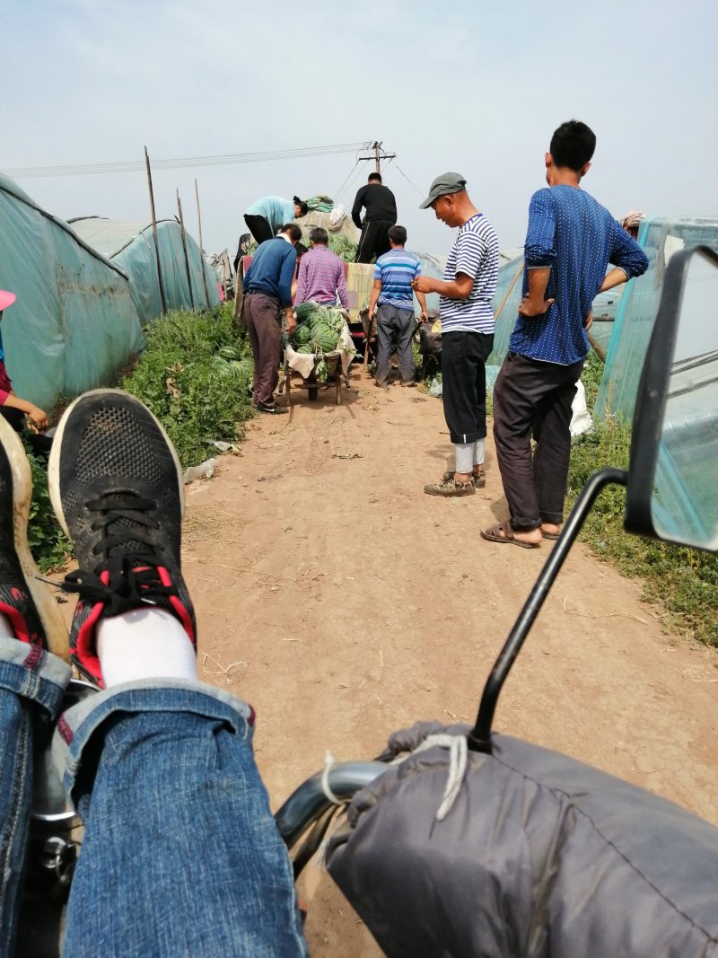 大量供应山东沙土地甜王西瓜，产地直销！代发！代收！代卖！