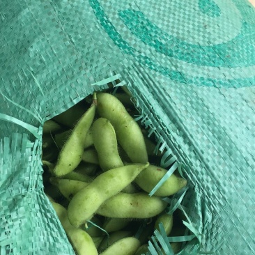 毛豆，豇豆，大量上市，质量好价格合理！有需要的联系我！