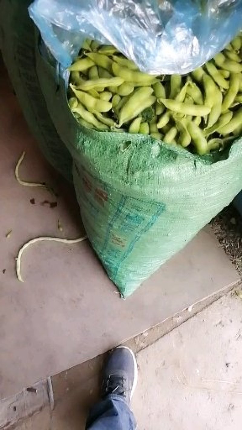 毛豆，豇豆，大量上市，质量好价格合理！有需要的联系我！