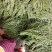 毛豆，豇豆，大量上市，质量好价格合理！有需要的联系我！