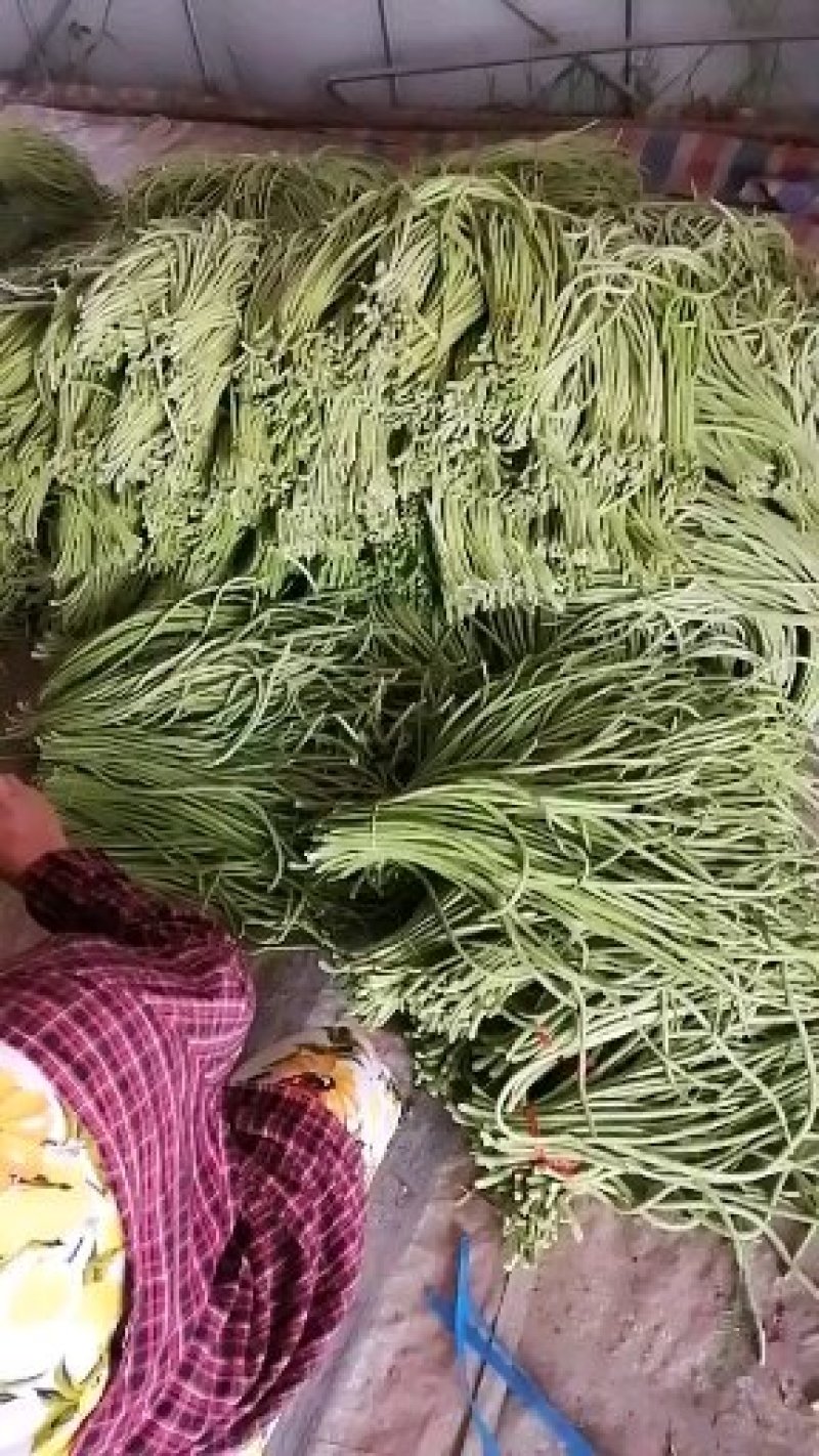 毛豆，豇豆，大量上市，质量好价格合理！有需要的联系我！