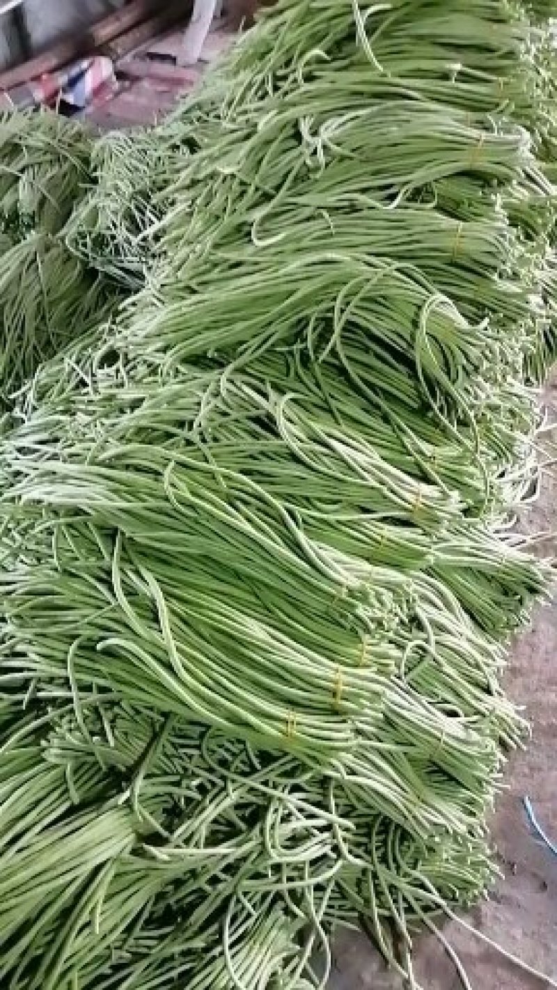 毛豆，豇豆，大量上市，质量好价格合理！有需要的联系我！