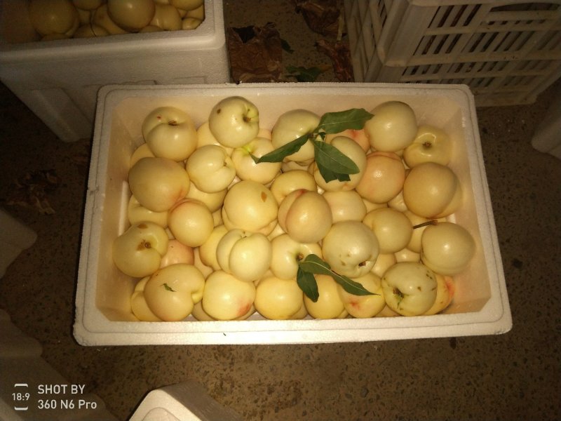 油桃安徽砀山大地油桃大量供应，数量大，品质优。