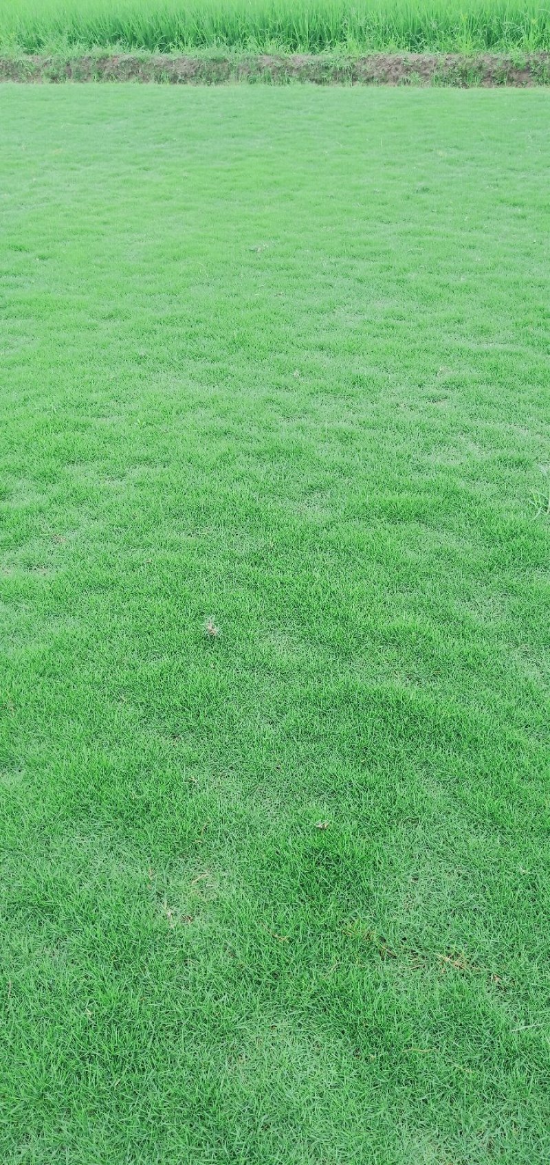 草皮