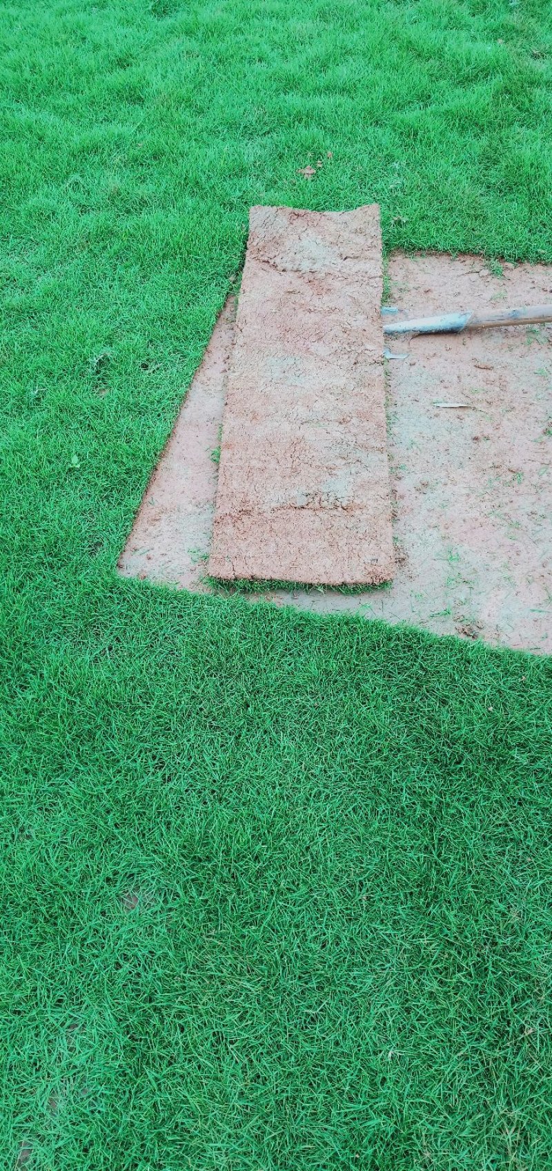 草皮