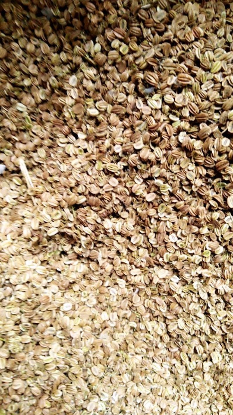 蛇床子野生，中药材蛇籽，保证质量，长期有货，，，，，，，