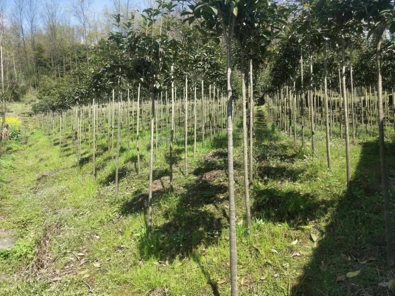 桂花3-20公分规格齐全大量供应欢迎来电咨询订购