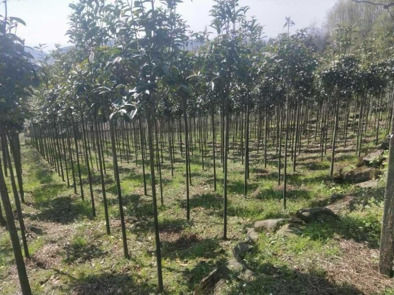 桂花3-20公分规格齐全大量供应欢迎来电咨询订购
