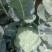 百亩优质西兰花