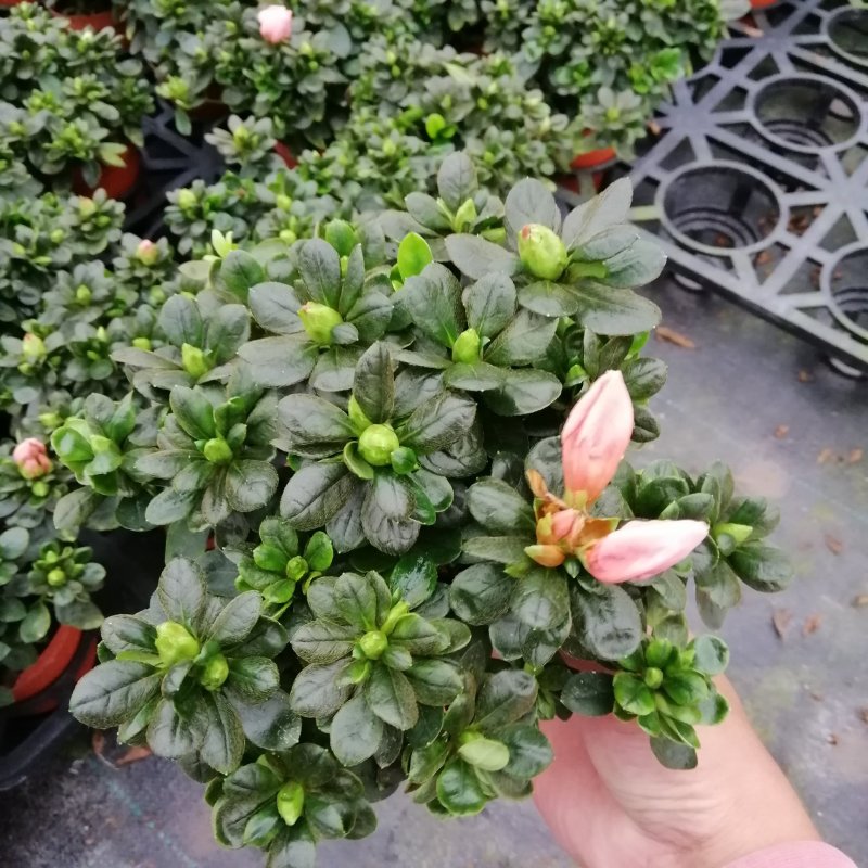 3色杜鹃