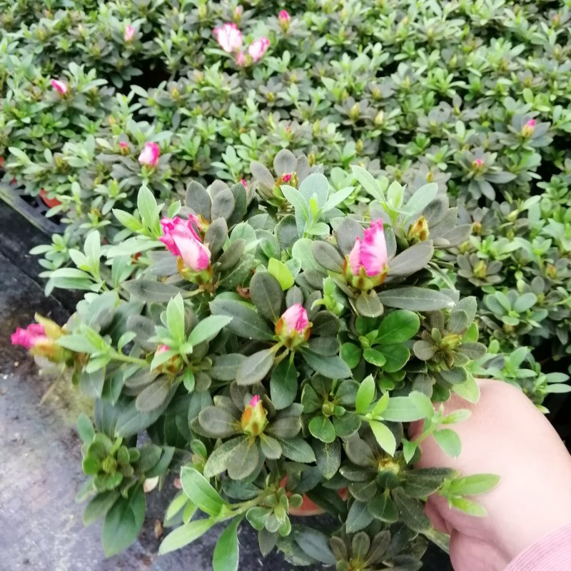 3色杜鹃