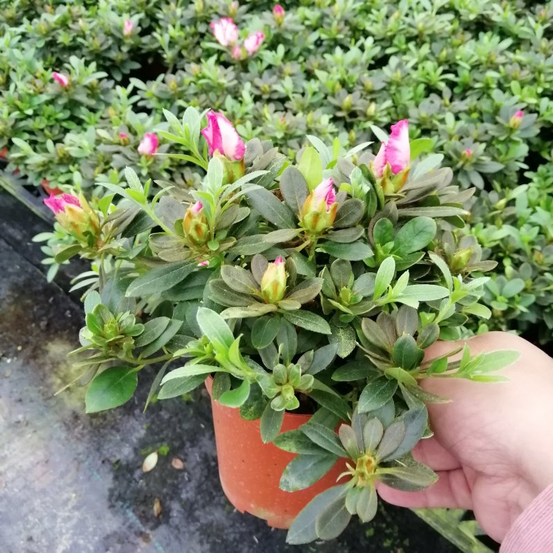 3色杜鹃