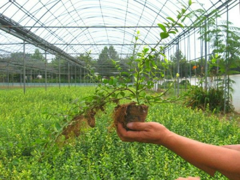 常年批发供应扶芳藤价格优惠，分枝多冠幅大生长旺盛，请来电