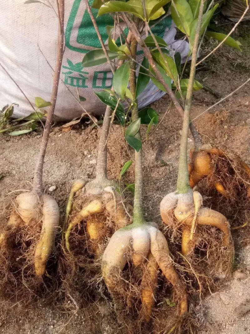 榕树苗大量出售，现在都已嫁接好了