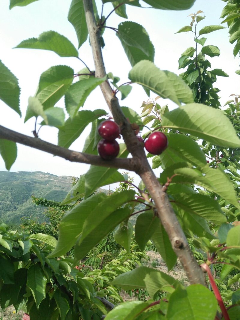 樱桃