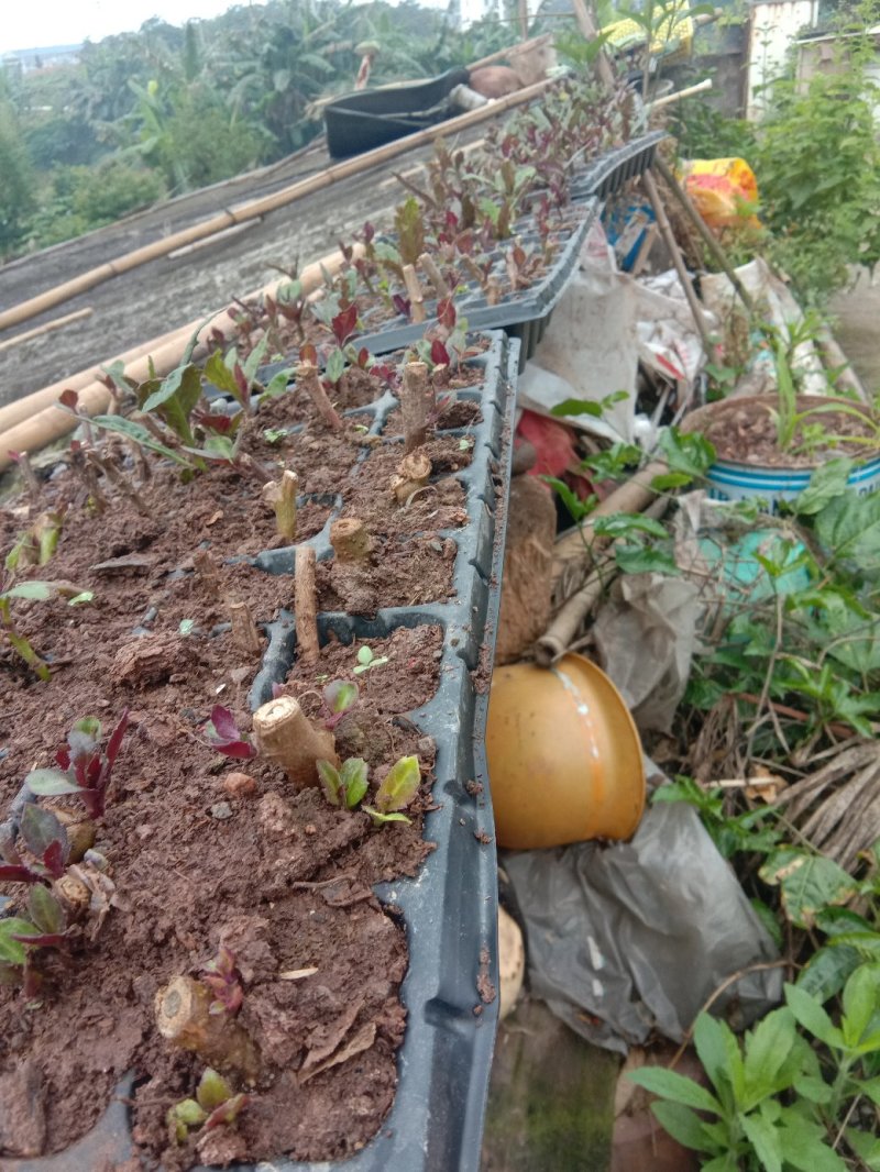 血皮菜,紫背天葵,观音菜红背菜【100棵/一件】高端特菜