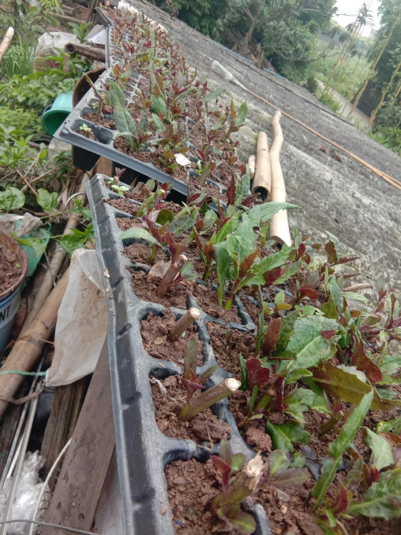 血皮菜,紫背天葵,观音菜红背菜【100棵/一件】高端特菜