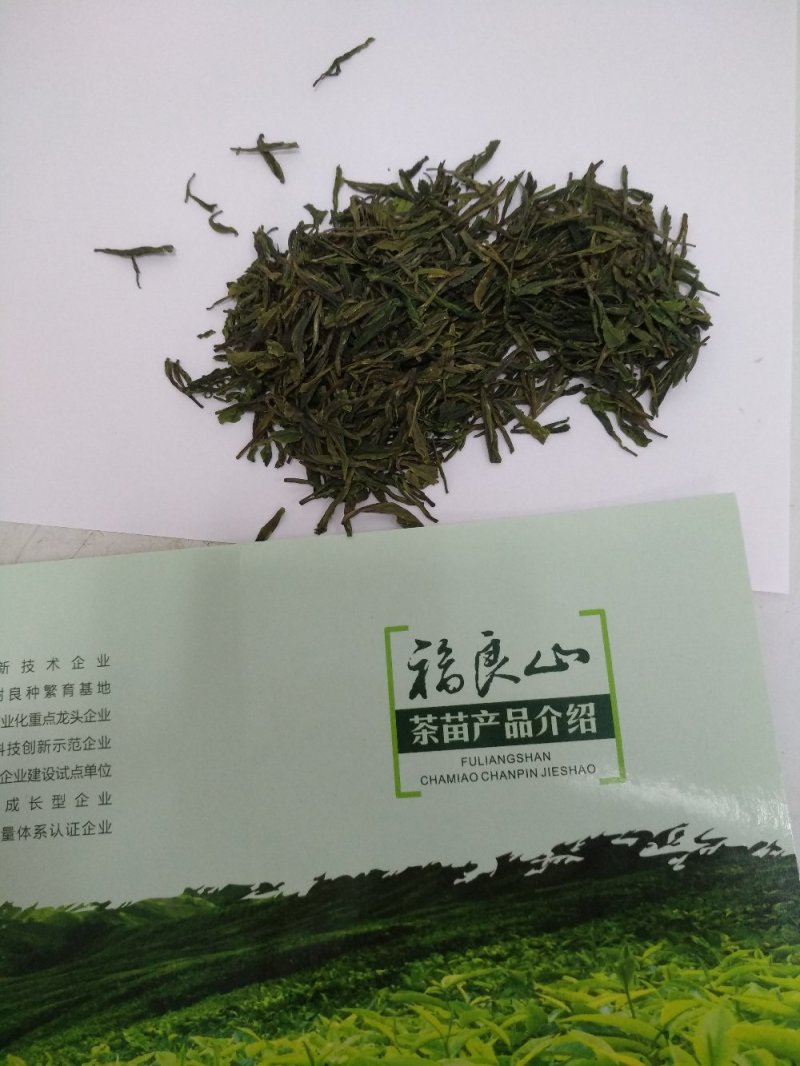 湖北福良山绿茶龙井基地自产100克可批发