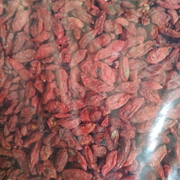 枸杞子各种规格，欢迎新老客户前来洽谈订购