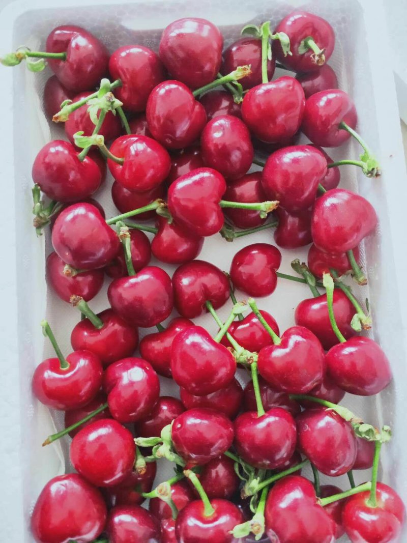 烟台蓬莱大樱桃产地直供