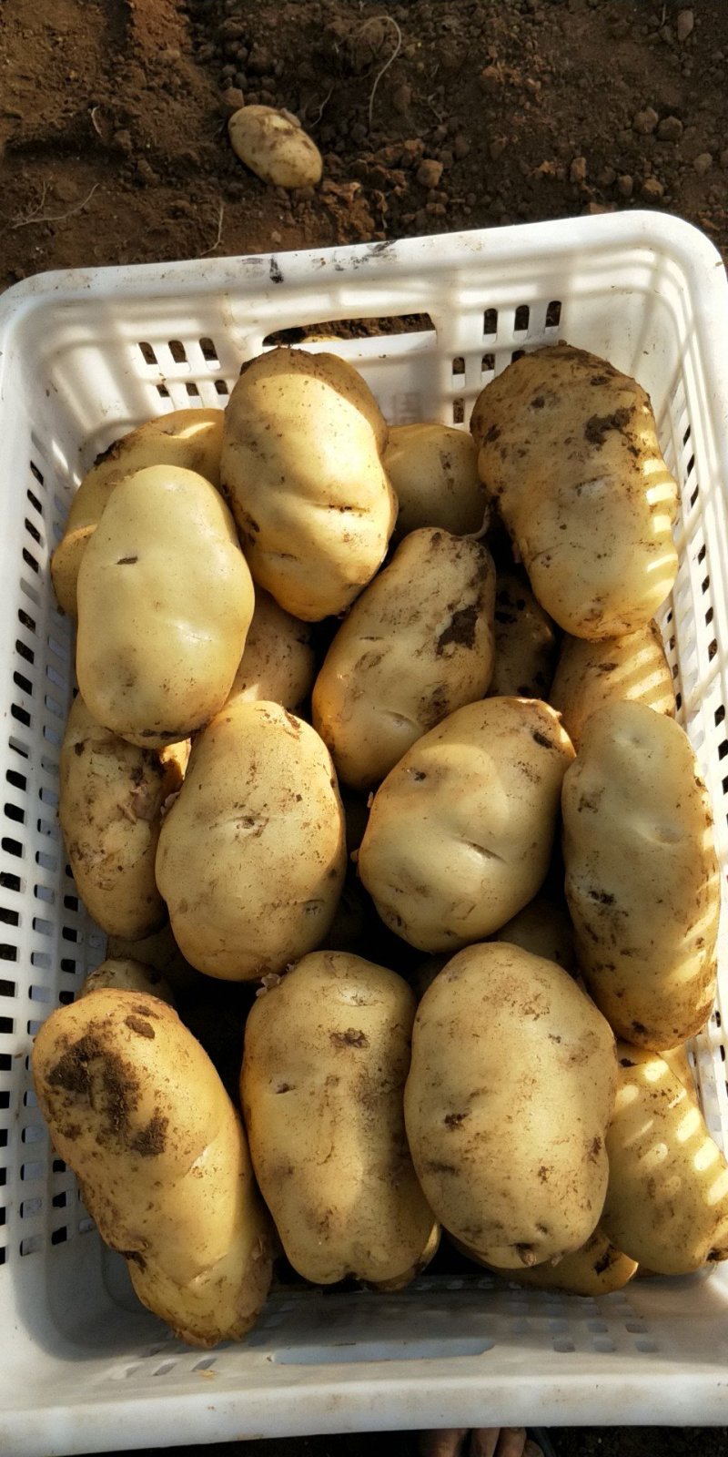 土豆上市，要的联系？
