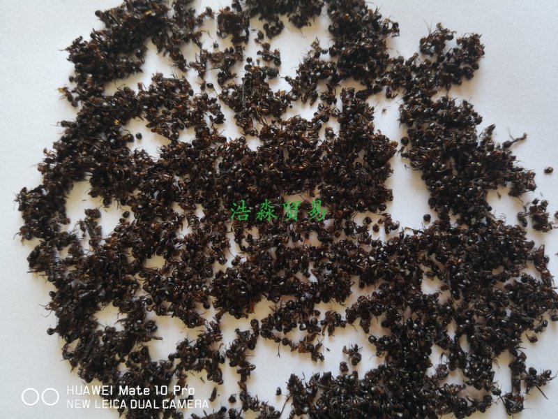 红蚂蚁内蒙干货2斤起包邮
