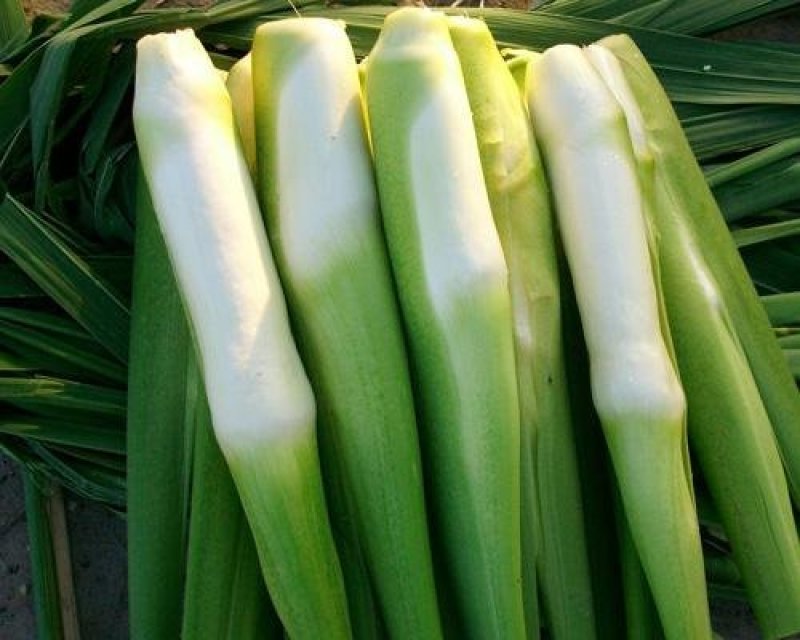 茭白