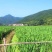 茭白