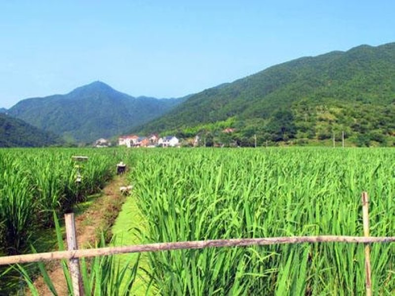 茭白
