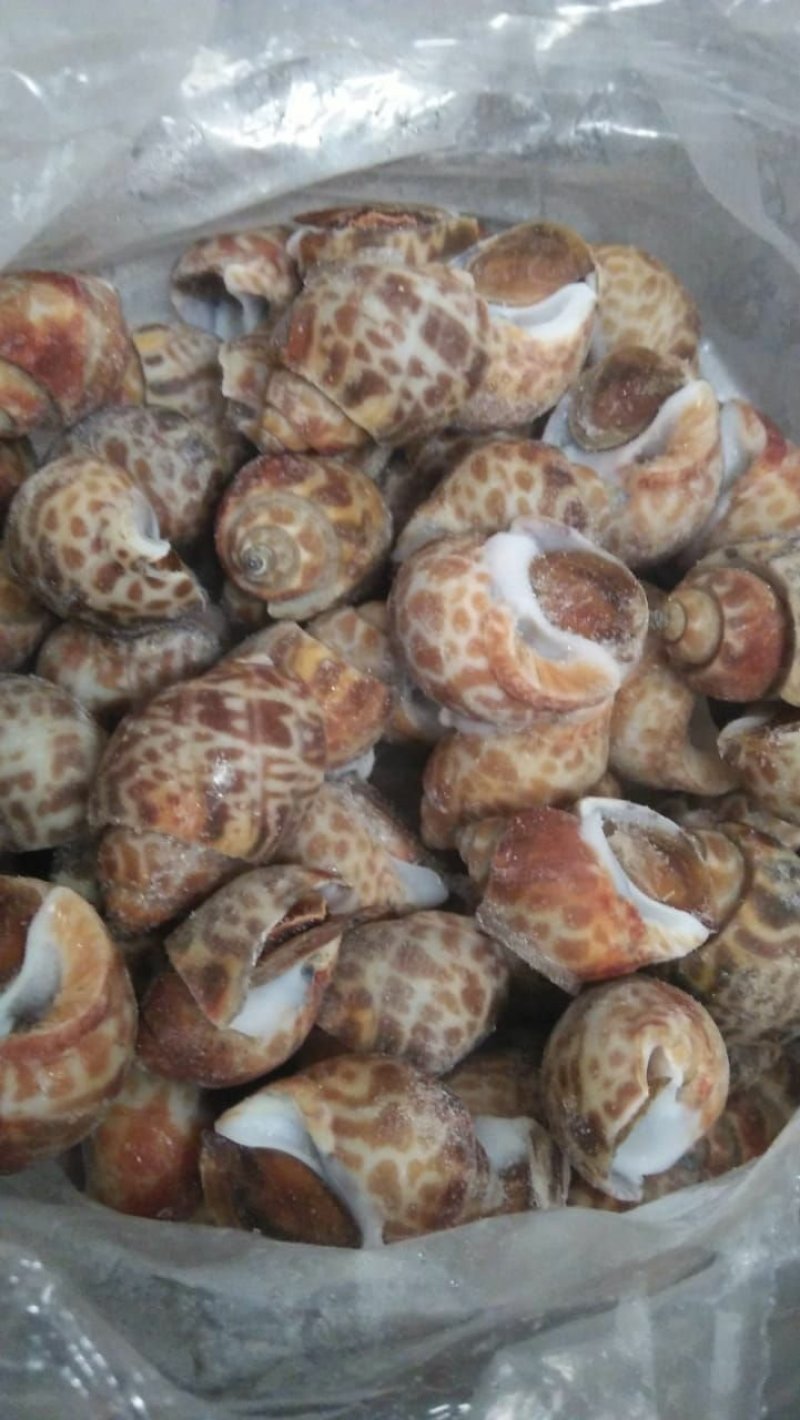巴基斯坦花螺