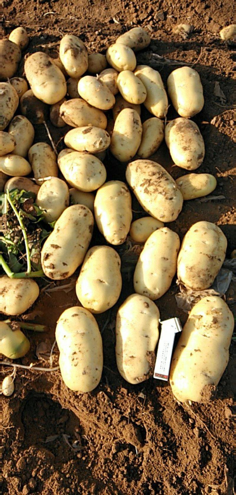 山东荷兰十五土豆大量供应全国发货诚信代收代发土豆