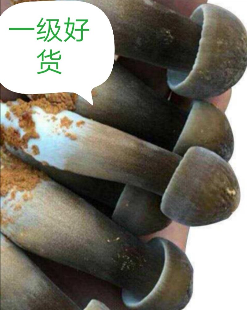 黑皮鸡枞菌，菌种，菌包，技术和产品。