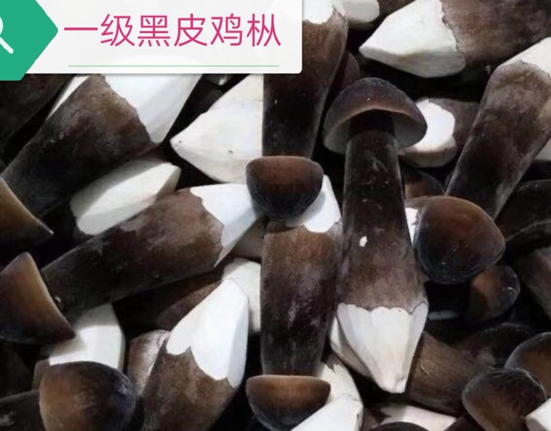 黑皮鸡枞菌，菌种，菌包，技术和产品。