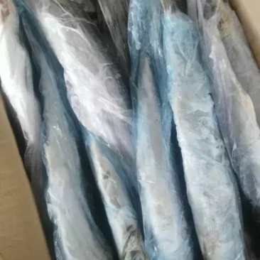 鲅鱼