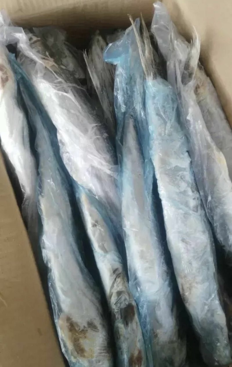 鲅鱼