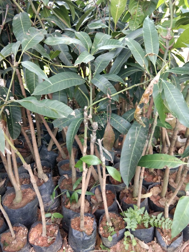 芒果苗树苗四季蜜芒金煌芒苗嫁接苗品种正宗广西灵山带叶保证